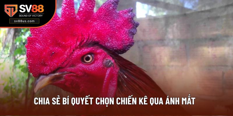 Chia sẻ cách chọn chiến kê chuẩn qua ánh mắt