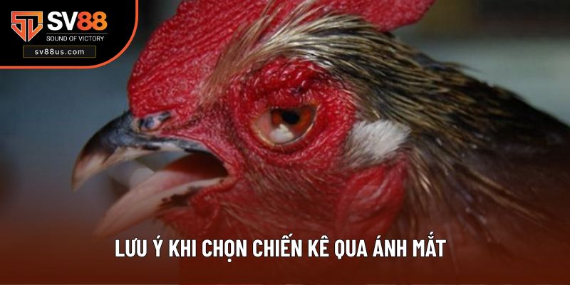 Ghi nhớ lưu ý để chọn chiến kê xuất sắc nhất