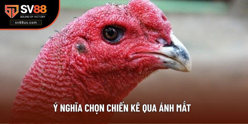 Bí quyết chọn chiến kê qua ánh mắt rất quan trọng với sư kê