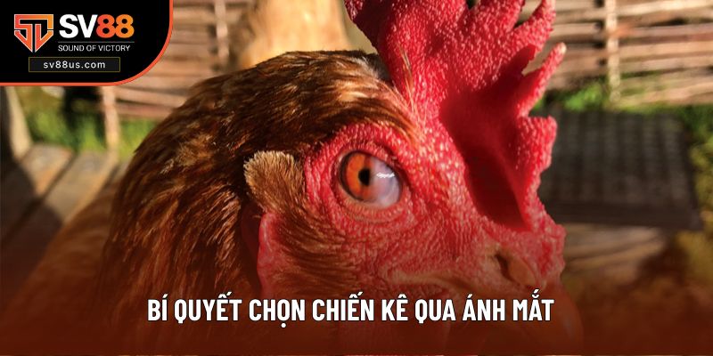 Bí Quyết Chọn Chiến Kê Qua Ánh Mắt Xuất Sắc Tại SV88
