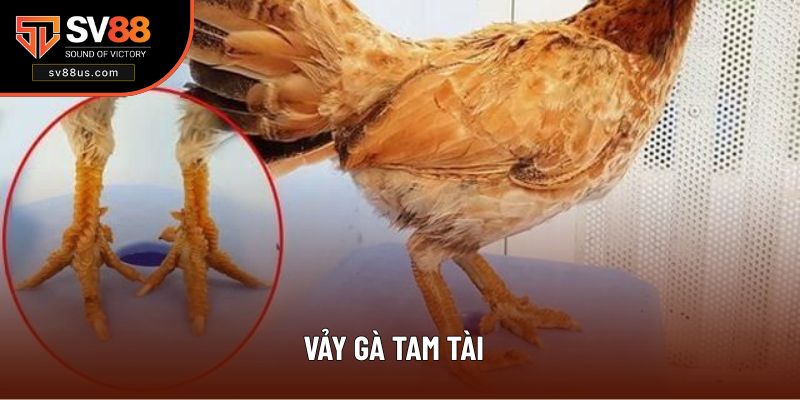 Chiến kê có vảy tam tài vô cùng quý hiếm
