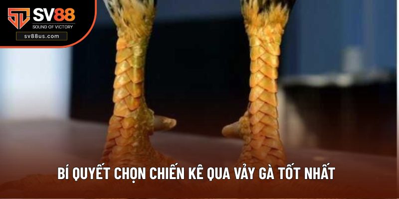 Chia sẻ bí quyết chọn chiến kê qua vảy gà tốt nhất
