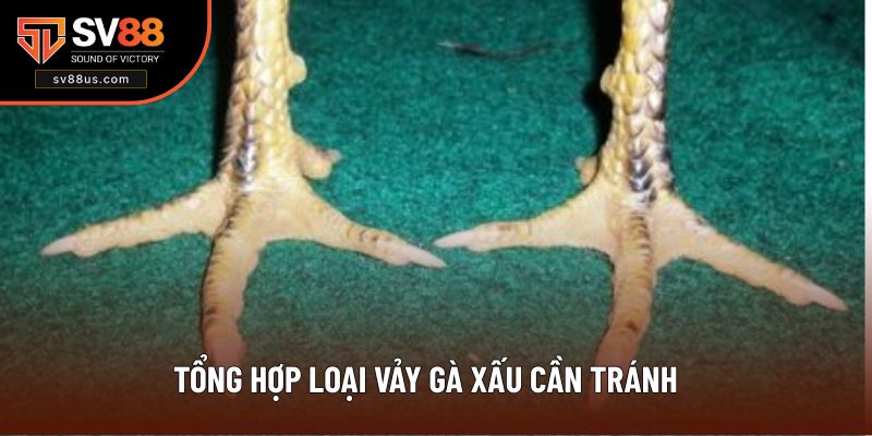 Loại bỏ những gà chiến có vảy xấu để không ảnh hưởng thi đấu