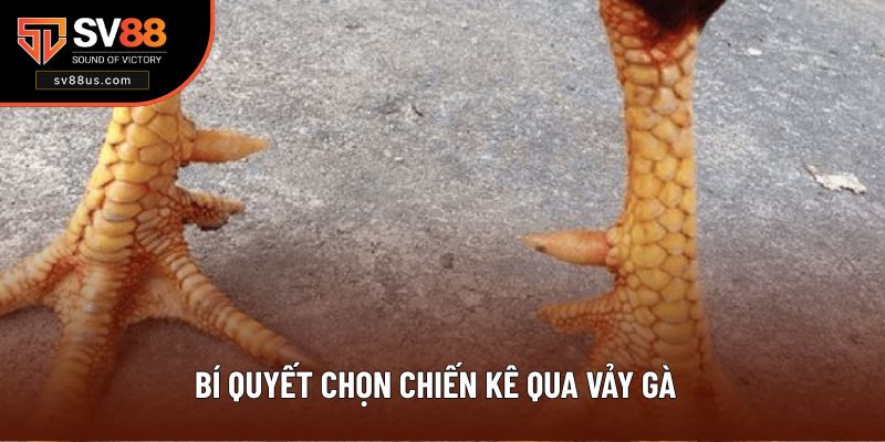 Bí Quyết Chọn Chiến Kê Qua Vây Gà Chuẩn Xác 2025