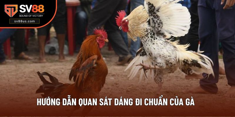 Học cách quan sát dáng đi để chọn gà chiến thích hợp
