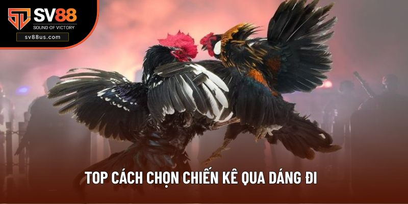 Chia sẻ 4 cách chọn chiến kê qua dáng đi chuẩn nhất