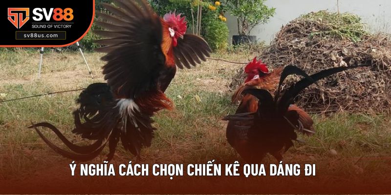 Quan sát dáng đi sẽ chọn được gà chiến tuyệt vời
