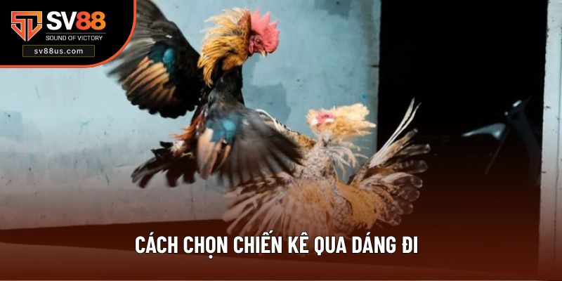Cách Chọn Chiến Kê Qua Dáng Đi - SV88 Hướng Dẫn