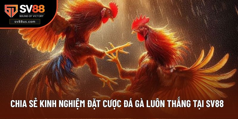Nắm vững kinh nghiệm đặt cược đá gà luôn thắng tại SV88