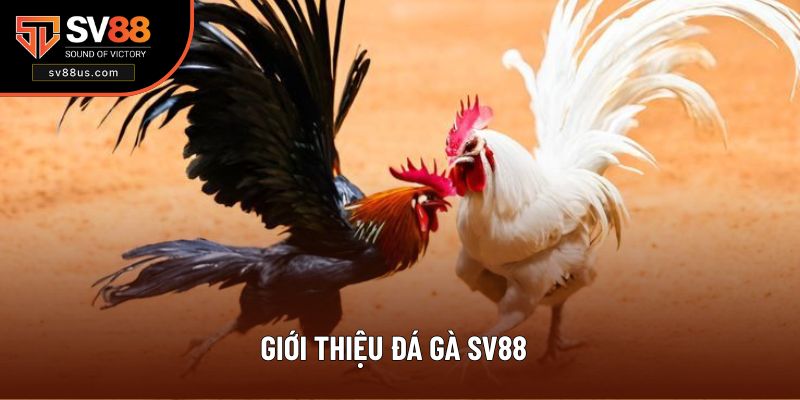 Đôi nét về sảnh đá gà SV88
