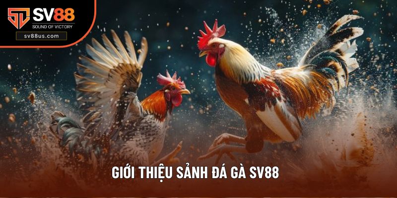 Thông tin sơ lược đá gà SV88