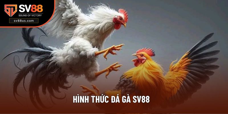 Đa dạng hình thức thi đấu chọi gà mang đến giây phút mãn nhãn