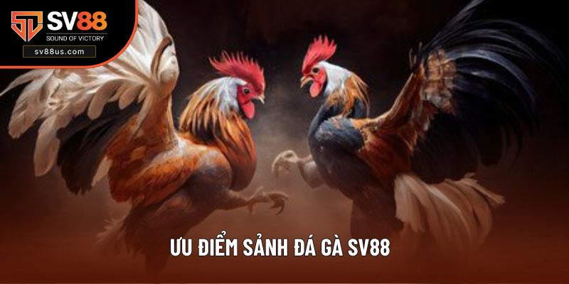 Khám phá ưu điểm của sảnh chọi chiến kê cuốn hút