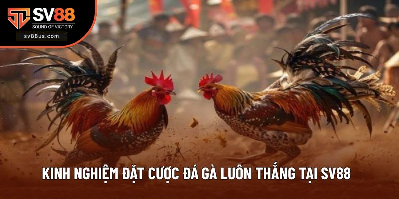 Kinh Nghiệm Đặt Cược Đá Gà Luôn Thắng Tại SV88